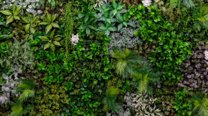 Mur végétal Saint-Quentin