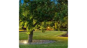 Comment créer des zones d’ombre efficaces dans un jardin ? Campagnolles 14500