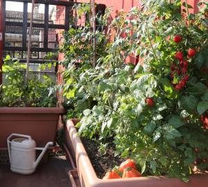 installer un potager sur son balcon