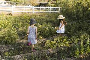 Aménager un jardin en pente avec un potager en terrasses - Valence 26