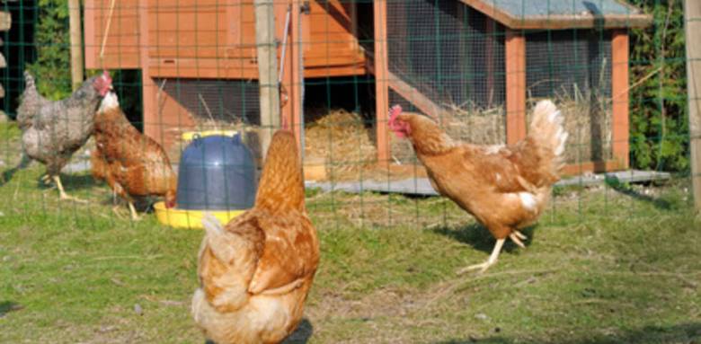 Installation d'un poulailler à Vertou