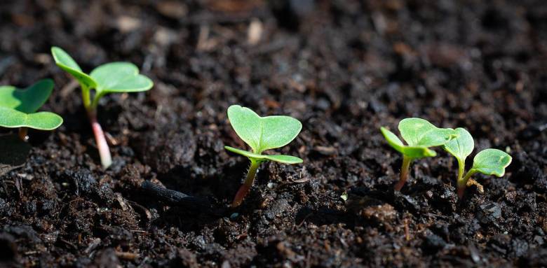 Création de potager 