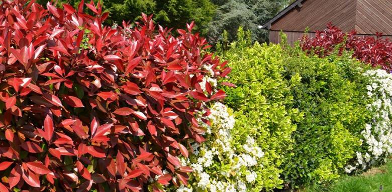 Haie végétale avec floraisons saisonnaières