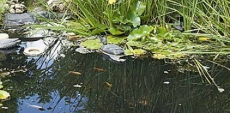 bassin jardin
