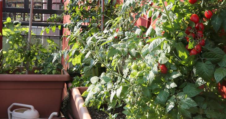 installer potager sous serre Cholet
