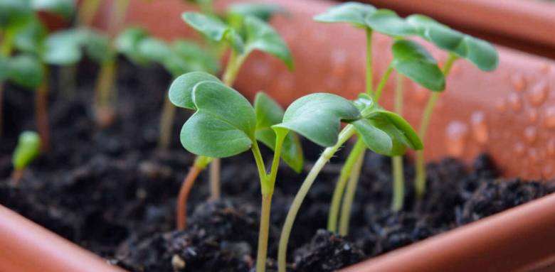 Créer un potager sur son balcon