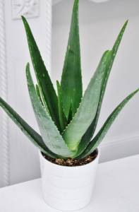Plante Aloé Vera