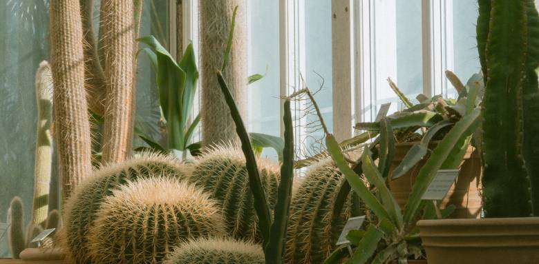 5 raisons pour adopter une pergola