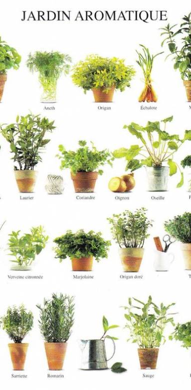 Diverses plantes aromatiques