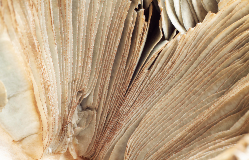 matières naturelles