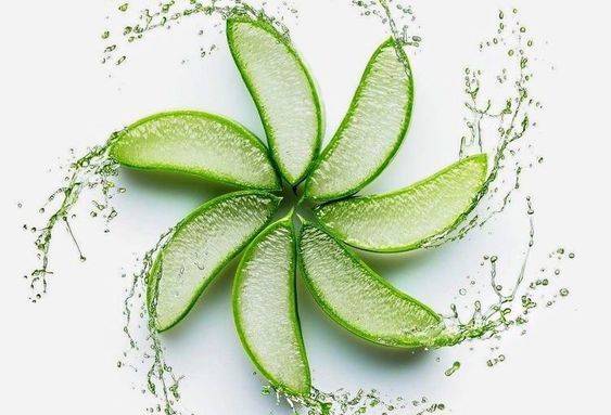 Tranches épaisses d'Aloé Vera