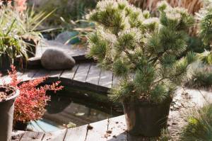 Bassin de jardin