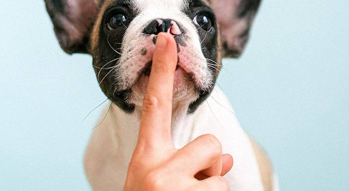 Qu'est ce que l'isolation phonique 59 Nord