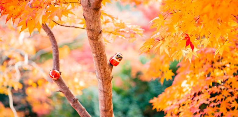 jardin japonais