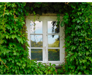 Mur végétal extérieur Amiens