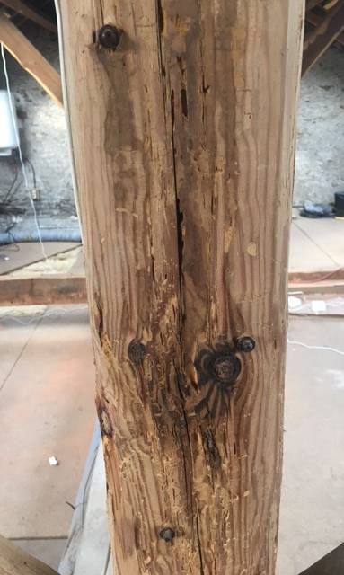 Charpente infectée et traitée par injection - Nantes 44