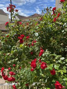 Comment optimiser votre jardin dans les Hauts-de-Seine (92)