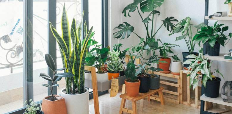 Arbres d'intérieur