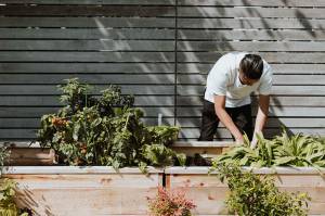 potager sur balcon