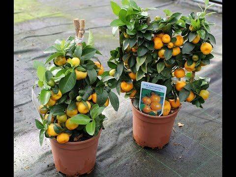Calomondin : Petits orangers 