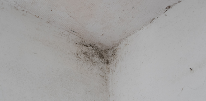 Moisissures chambre traitement Beaune