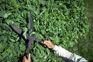 Embellissez votre jardin