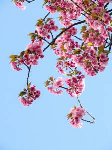 printemps
