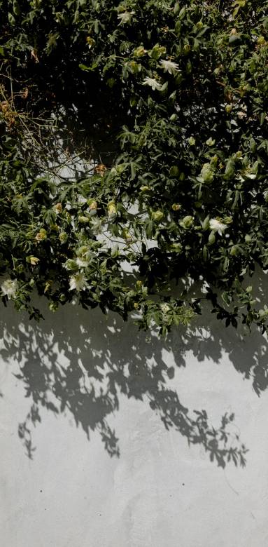 mur végétal extérieur 