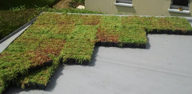 Mise en place plants sbstrats toiture plate végétalisée