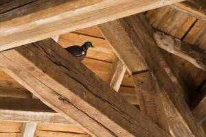 charpente bois de maison