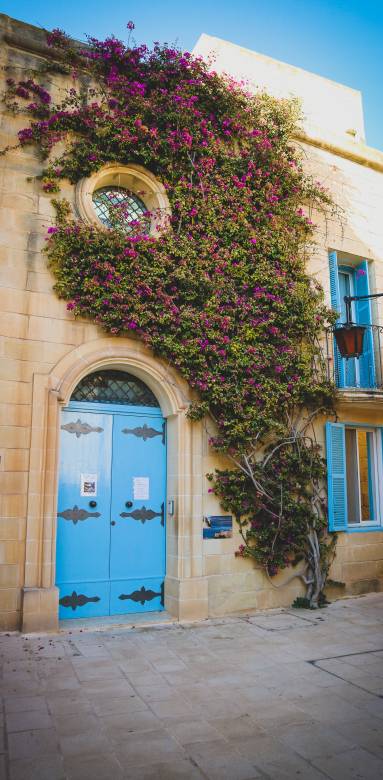 Mur végétal extérieur