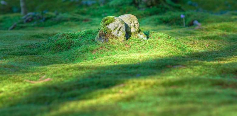 Nos conseils pour l'aménagement d'un jardin japonais