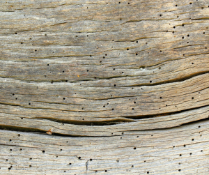 Bois abimé 