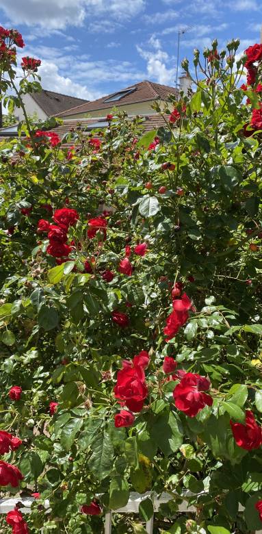 Comment optimiser votre jardin dans les Hauts-de-Seine (92)