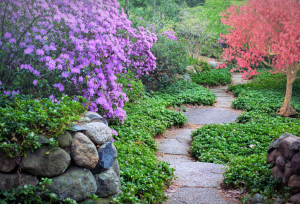 allée de jardin mixte pavage et végétalisée