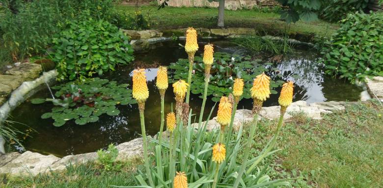 oasis jardin landerneau