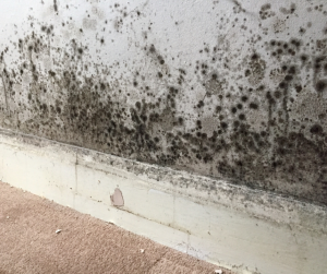 Traiter mur humide Haguenau