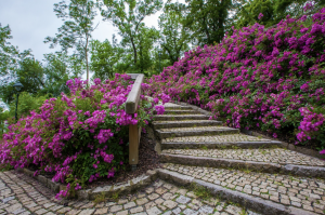 creer-allee-jardin-albi