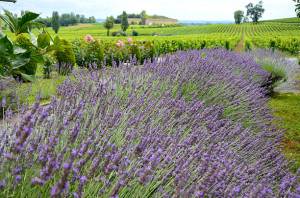 La quiétude de la Provence
