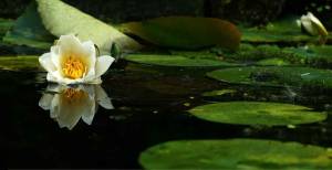 Aménager un bassin de jardin
