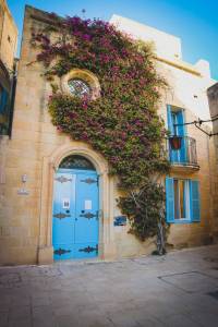 Mur végétal extérieur 