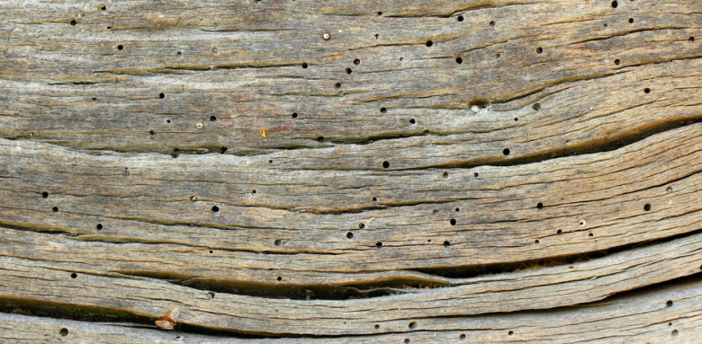Bois abimé 