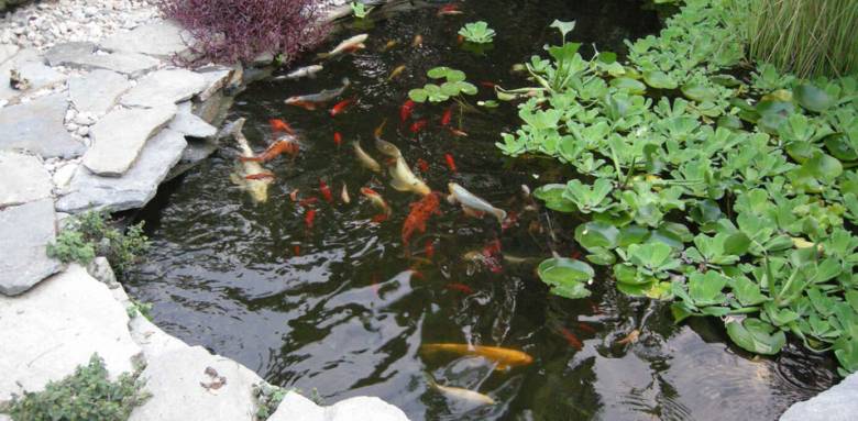 Les poissons apportent couleur et zénitude à votre bassin