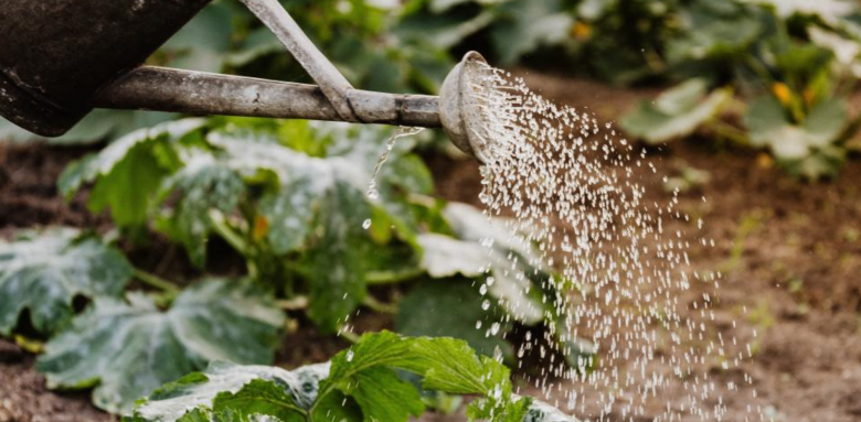 Comment entretenir son jardin avec la canicule ?