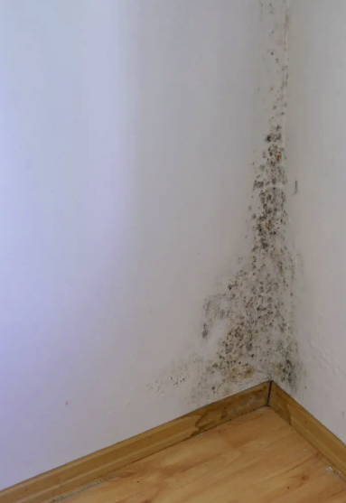  Moisissures dans l'angle de la pièce
