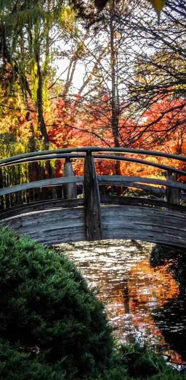 jardin japonais