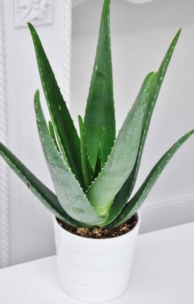 Plante Aloé Vera