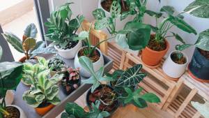 Comment installer une serre de jardin ?