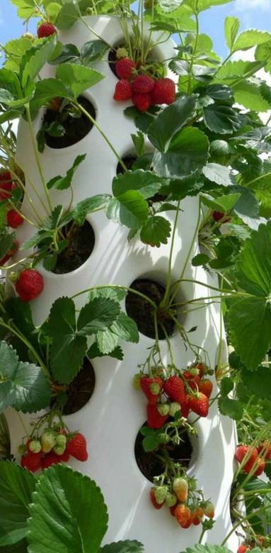 Tour à fraises pour balcon