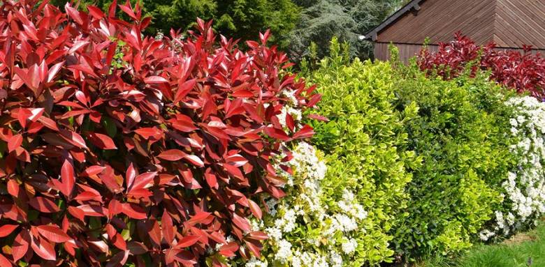 Haie végétale avec floraisons saisonnaières